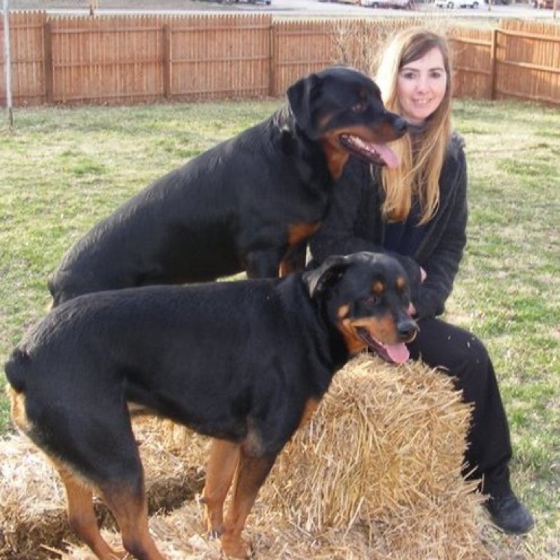 Brain Training for Dogs - Unique Dog Training Course! Easy Sell vendor product image for the Everyrated review