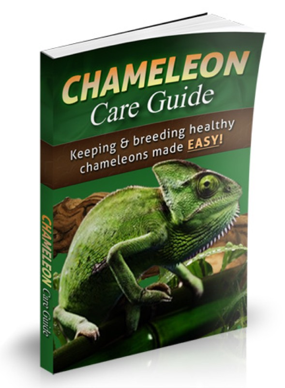 Chameleon Care Guide - Only Product in Booming Niche vendor product image for the Everyrated review