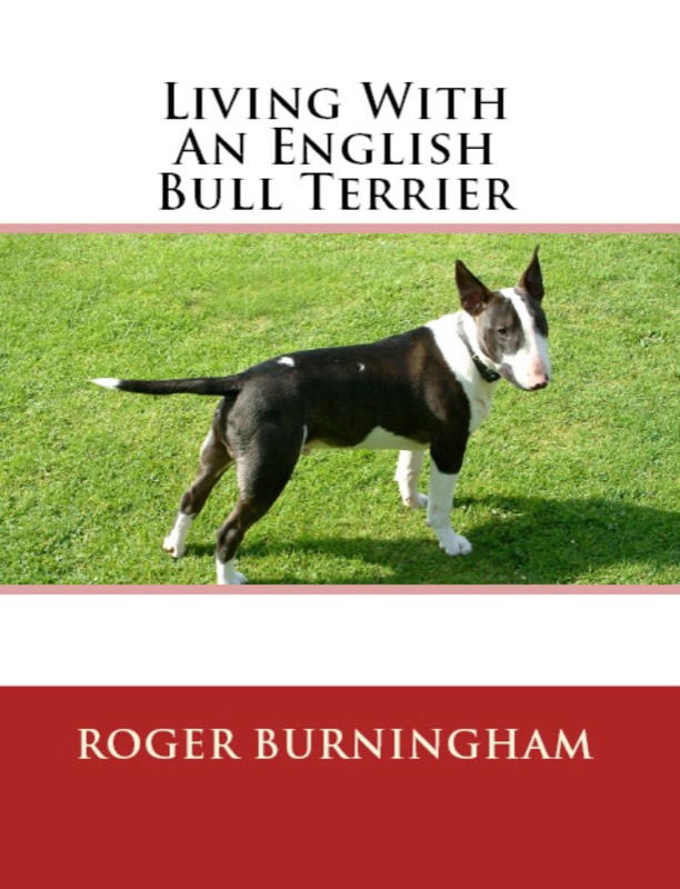 Learning To Live With An English Bull Terrier from Puppy To Adult vendor product image for this Everyrated magazine article