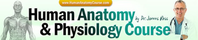 UPDATED! Human Anatomy & Physiology Course vendor product image for the Everyrated review